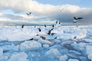 Seagulls on drift ice 