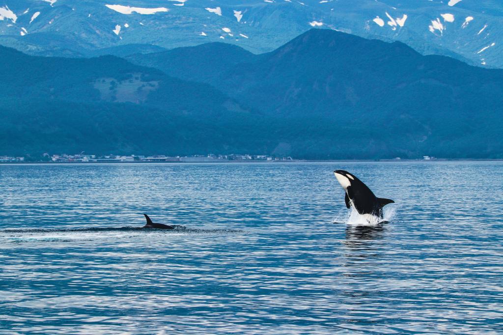 Killer whale, Shiretoko
