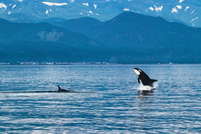 Killer whale, Shiretoko