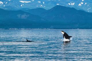 Killer whale, Shiretoko