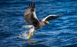 Steller’s sea eagle
