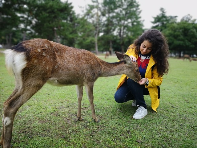 Making friends in Nara Park