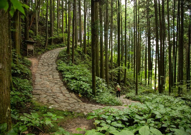 Nakasendo trail winding through the forest