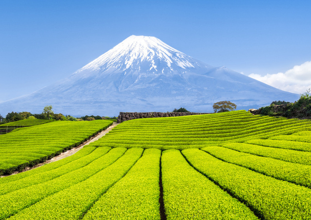 Mount Fuji with green tea plantations in the foreground