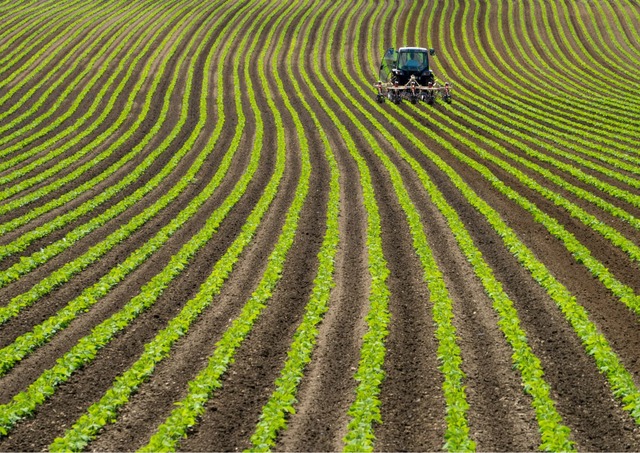 Soy bean farm, Niseko