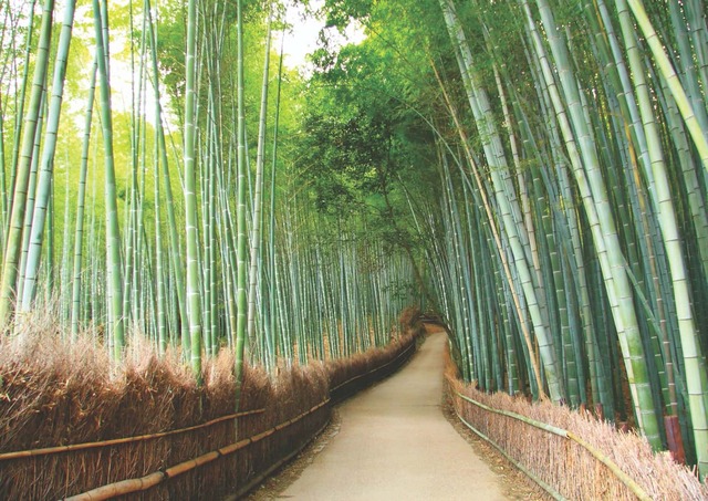 Arashiyama, Kyoto’s Bamboo Forest 