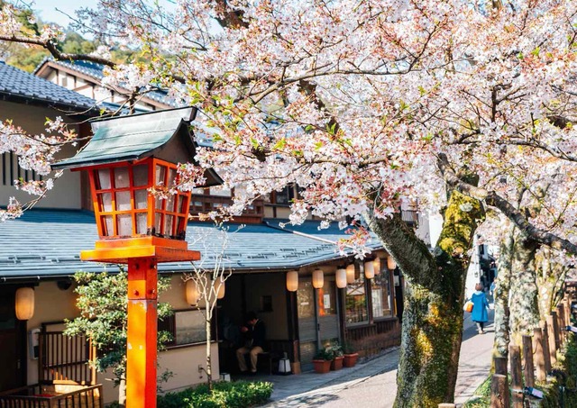 Kinosaki Onsen village with spring cherry blossoms