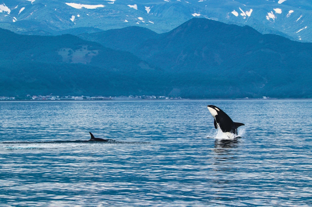 Killer whale, Shiretoko 
