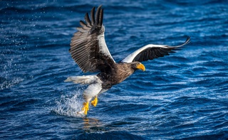 Steller’s sea eagle 