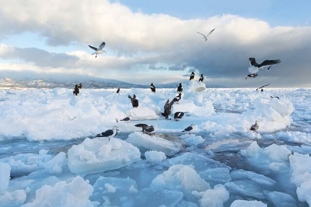 Seagulls on drift ice 