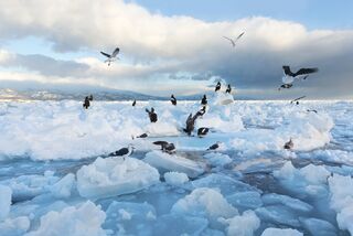 Seagulls on drift ice 
