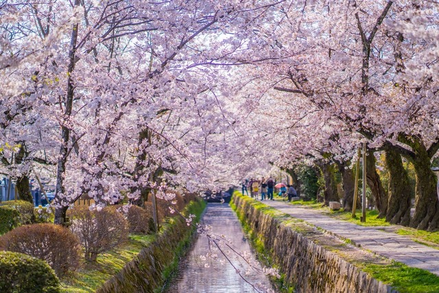 Philosophers' Path in springtime, Kyoto