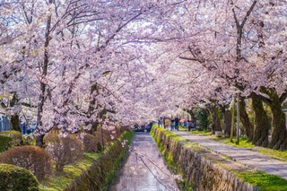 Philosophers' Path in springtime, Kyoto