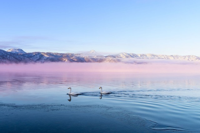 Swans on Lake Kussharo
