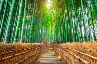 Bamboo Forest, Arashiyama