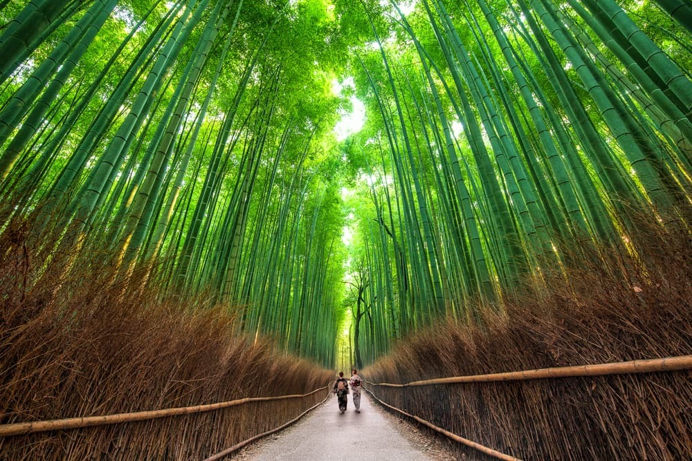 The bamboo groves of Arashiyama, Kyoto, Japan.