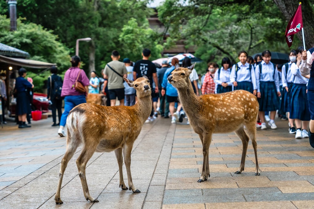 Sika Deer at Nara Park in Japan