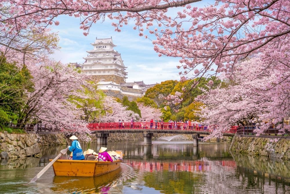 Japan Himeji castle , White Heron Castle in beautiful sakura cherry blossom season