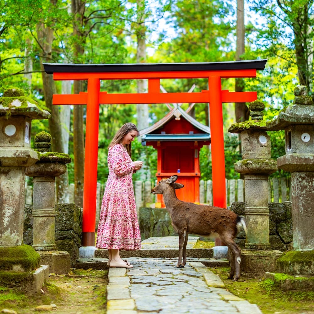 Tourist feeding an adult sika deer in Nara Park, Japan, with a red torii gate in the background