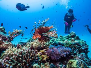 Snorkelling 