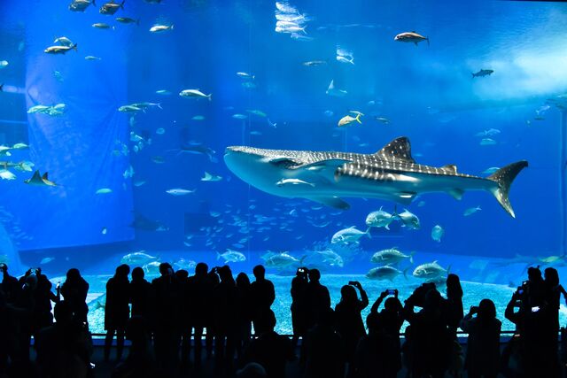 Churaumi Aquarium, Okinawa 