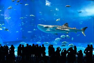 Churaumi Aquarium, Okinawa 