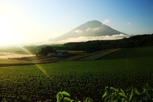 Mt. Yotei in summer, Niseko 
