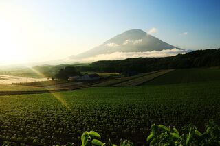 Mt. Yotei in summer, Niseko 