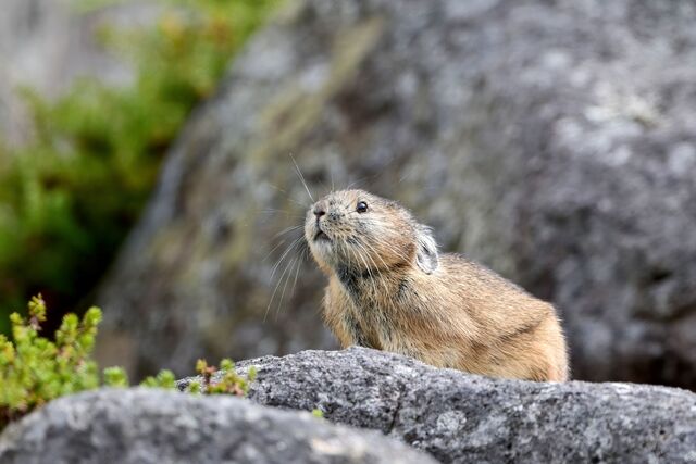 Pika rabbit, “Nakiusagi” 