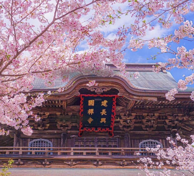 Cherry blossoms in Japan in front of a serene temple during daylight