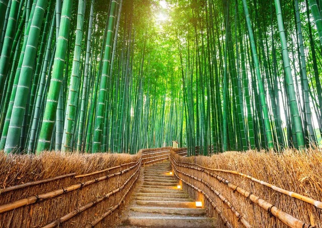 Adashino Nenbutsu-ji Bamboo Grove, Arashiyama, Kyoto