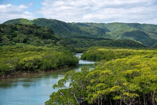 Okinawa’s mangrove 
