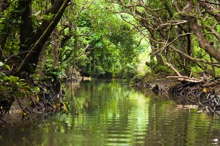 Mangrove and river 