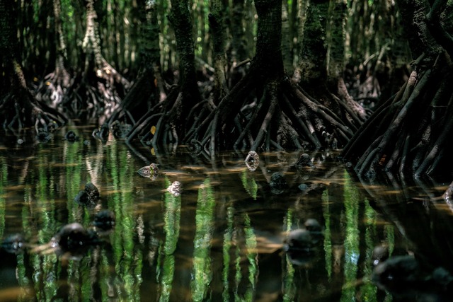 Mangrove roots 