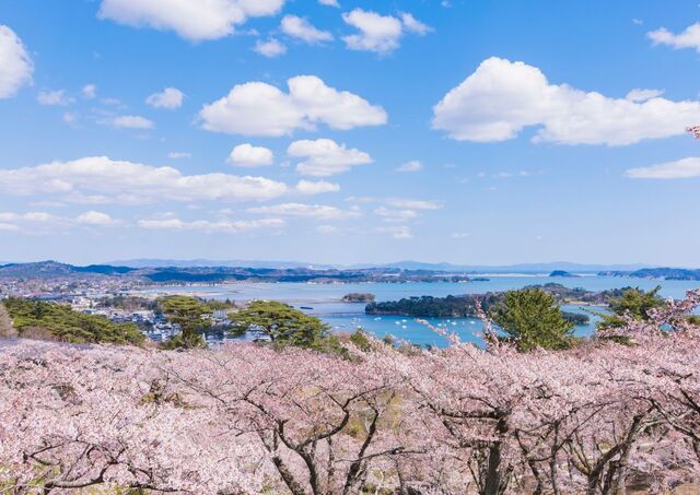 Matsushima Bay with Cherry Blossoms, Miyagi, Japan