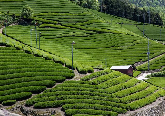 Tea plantations in Wazuka, Japan