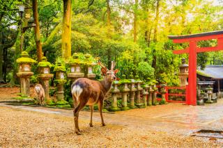 Nara's Deer Park