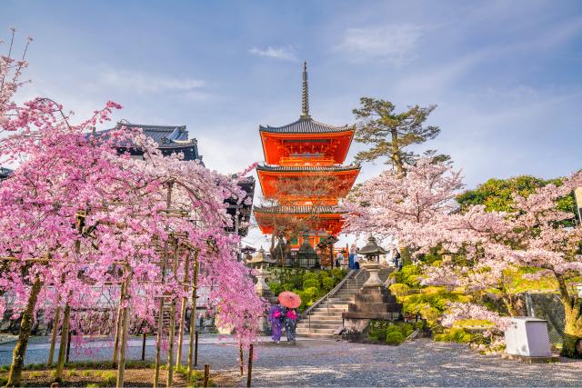 Sakura Spring in Japan