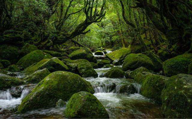 Yakushima Island