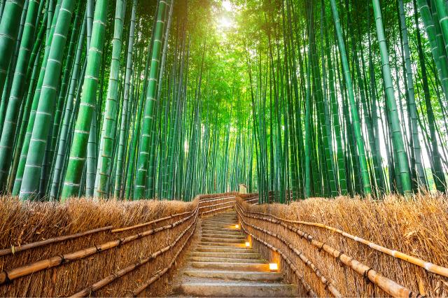 Bamboo Forest, Arashiyama