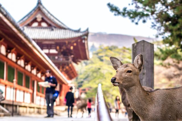 Friendly deer of Nara