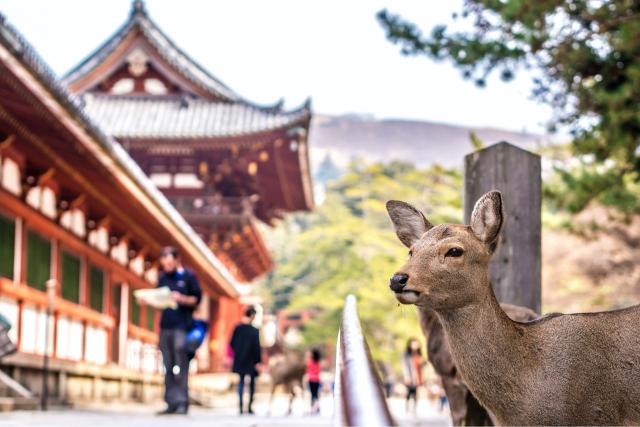 Deer at Kasuga Taisha Shrine, Nara