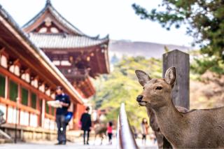 Deer at Kasuga Taisha Shrine, Nara