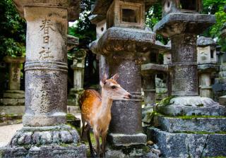Deer of Nara Park, Nara