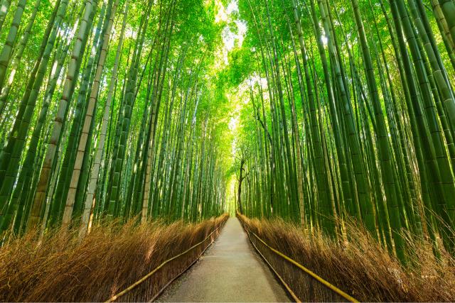 Bamboo Forest, Sagano, Arashiyama