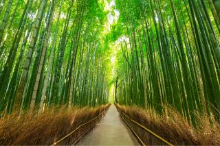 Sagano and Arashiyama Walking Tour