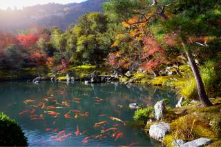 Tenryu-ji Temple, Arashiyama