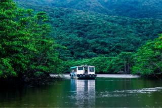 Mangroves, Iriomote Island