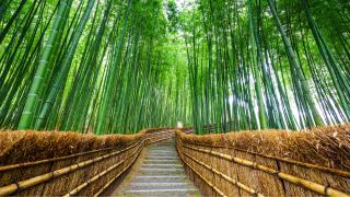 Arahiyama Bamboo Forest, Sagano