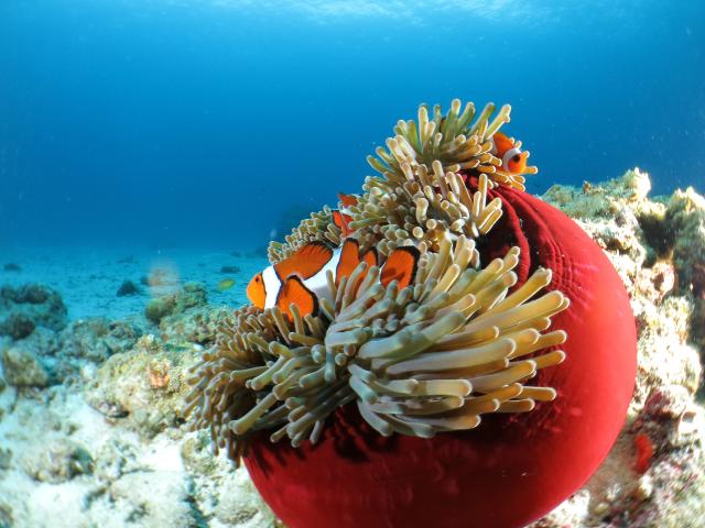 Kerama Islands, Okinawa